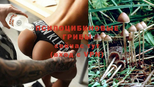 хмурый Абаза