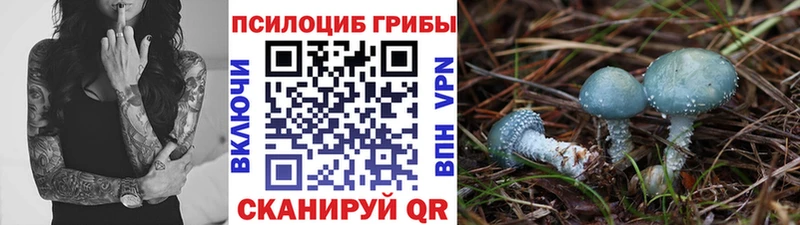 kraken зеркало  Ладушкин  Псилоцибиновые грибы мицелий 